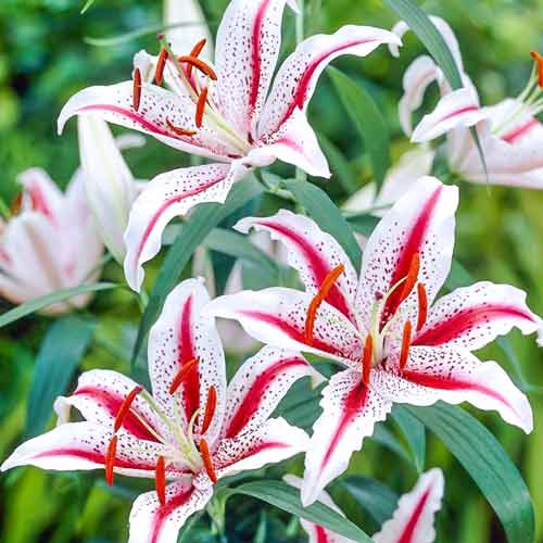 Лилия восточная Тайгер Вудс рисунок 1 артикул 68317