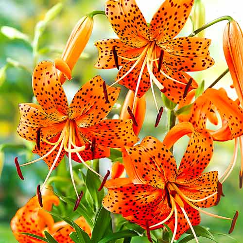 Лілія тигрова Тигриніум, цибулини зображення 1 артикул 68959