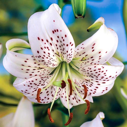 Лилия тигровая Уайт Тайгер рисунок 1 артикул 68318