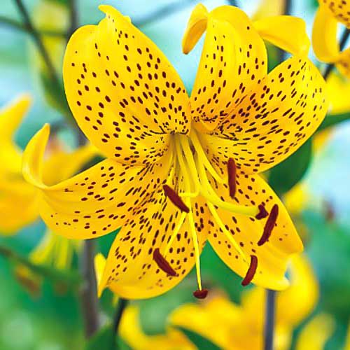 Лилия тигровая Йеллоу Тайгер рисунок 1 артикул 68956