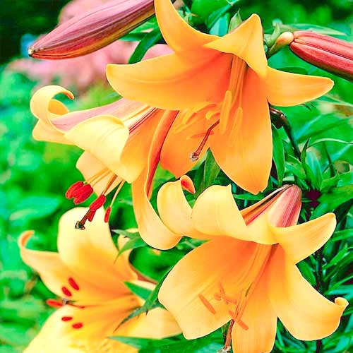 Лілія трубчаста Афрікан Квін зображення 1 артикул 70422