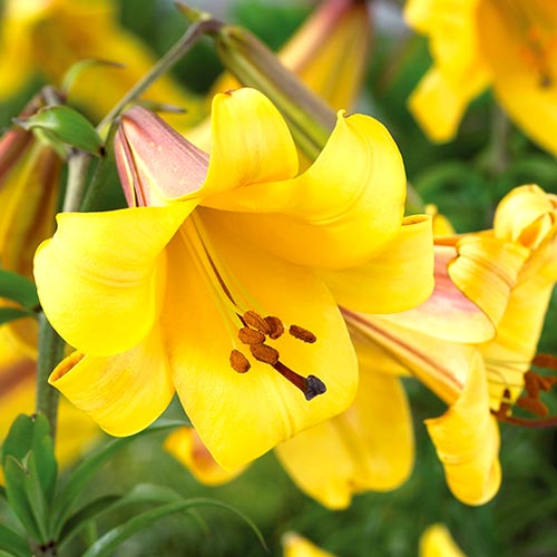 Лілія трубчаста Голден Сплендор артикул фото 1 Лілія трубчаста Голден Сплендор зображення 1 артикул 76309