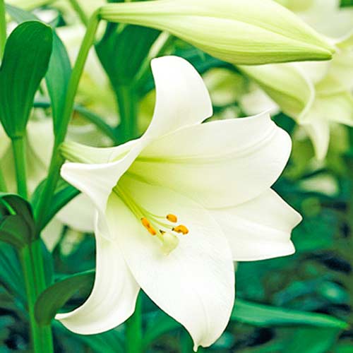 Лилия трубчатая Жуль Верн артикул фото 1 Лилия трубчатая Жуль Верн рисунок 1 артикул 70432