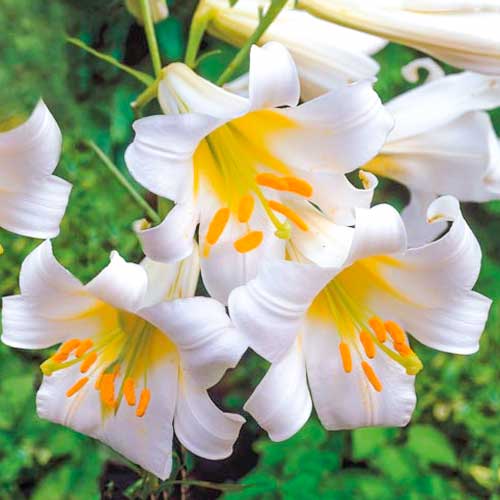 Лілія трубчаста Регал Альбум зображення 1 артикул 70436