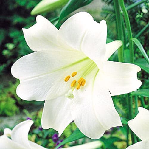 Лилия трубчатая Вайт Хевен рисунок 1 артикул 76124