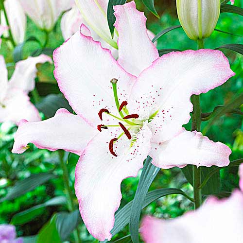 Лилия восточная Бразилия рисунок 1 артикул 70424