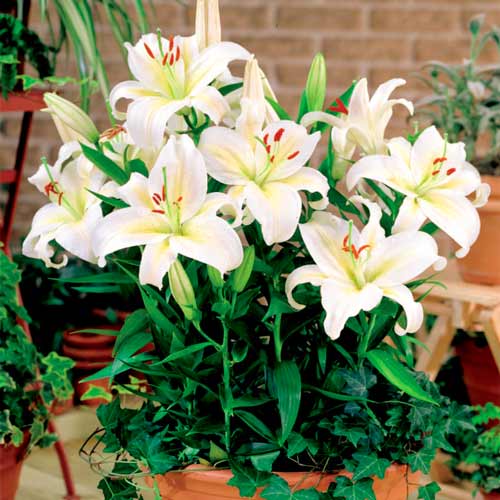 Лілія східна Гісборн зображення 1 артикул 68924