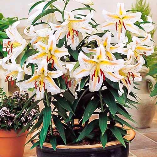 Лилия восточная горшечная Гарден Пати рисунок 1 артикул 68942