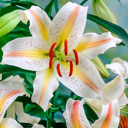 Лилия восточная горшечная Гарден Пати рисунок 2 артикул 68942