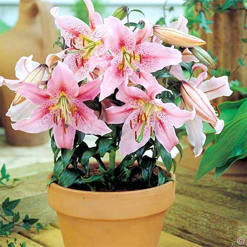 Лілія східна Мона Ліза зображення 1 артикул 68943