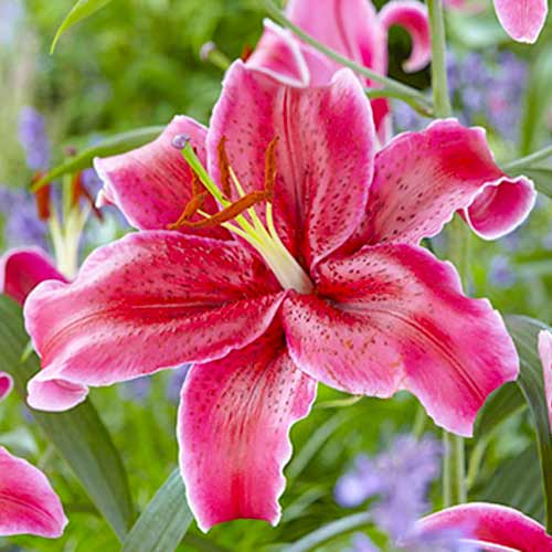 Лілія орієнталь Корвара зображення 1 артикул 70427