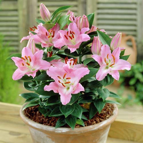 Лилия восточная Литтл Джон рисунок 1 артикул 68925