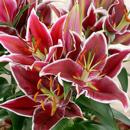 Лілія орієнталь Магні Корз зображення 1 артикул 76606