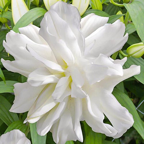 Лилия восточная махровая Лотус Айс рисунок 1 артикул 76664