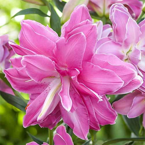 Лілія орієнталь Лотус Вондер зображення 1 артикул 76665