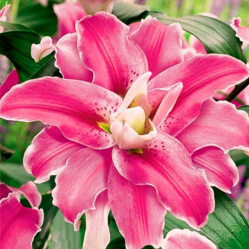 Лилия восточная махровая Лулу рисунок 1 артикул 68944