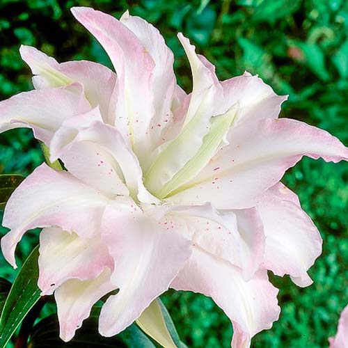 Лилия восточная Мисс Люси рисунок 1 артикул 76316