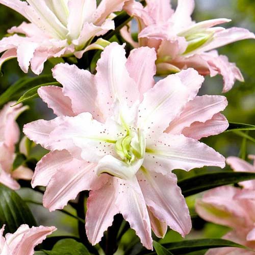 Лілія східна махрова (орієнталь) Софт М’юзік зображення 1 артикул 67249