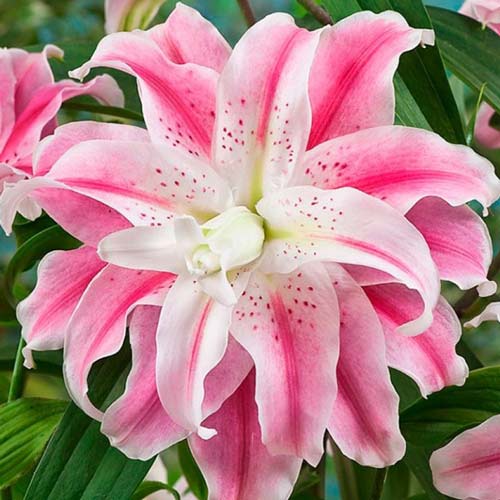 Лилия восточная махровая Свит Рози рисунок 1 артикул 68947