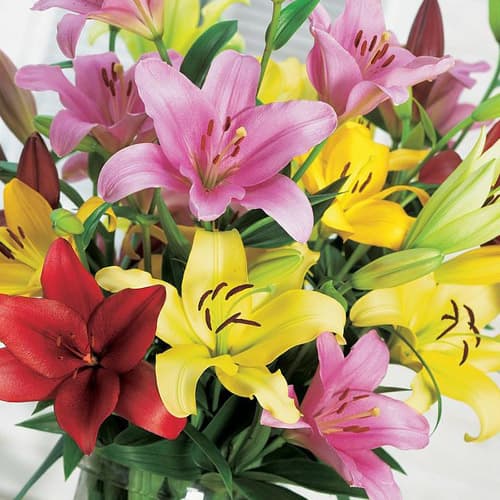 Лілія орієнталь, мікс зображення 1 артикул 70212