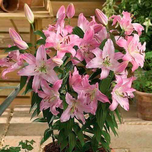 Лілія східна (орієнталь) Фароліто зображення 1 артикул 67244