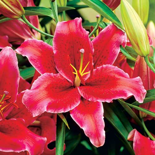 Лилия восточная Рио Негро рисунок 1 артикул 76120