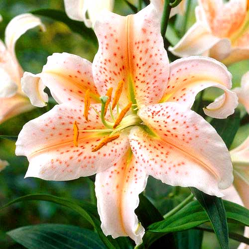 Лилия восточная (ориенталь) Салмон Стар рисунок 1 артикул 67248