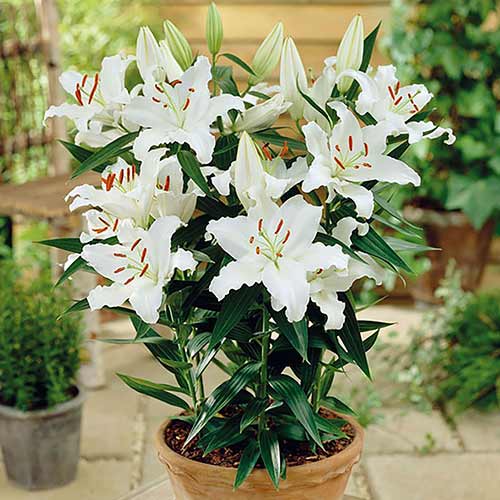 Лилия восточная Родолфа рисунок 1 артикул 76607