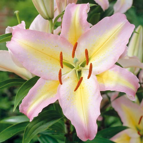 Лилия восточная Звездный Класс рисунок 1 артикул 76478