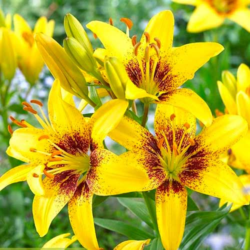 Лилия азиатская Йеллоу Пикселс рисунок 1 артикул 70470