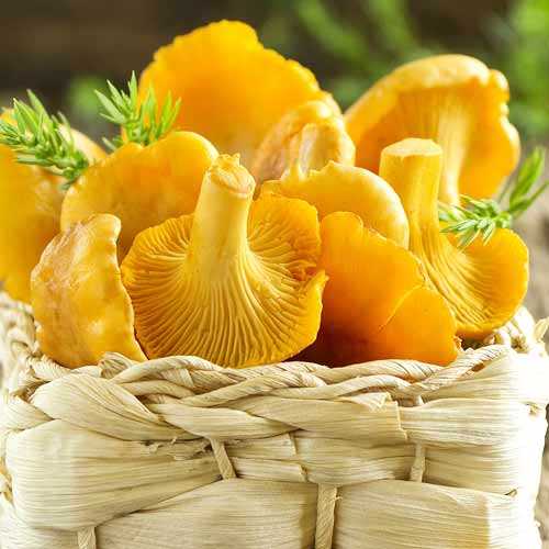 Лисичка звичайна зображення 1 артикул 9733