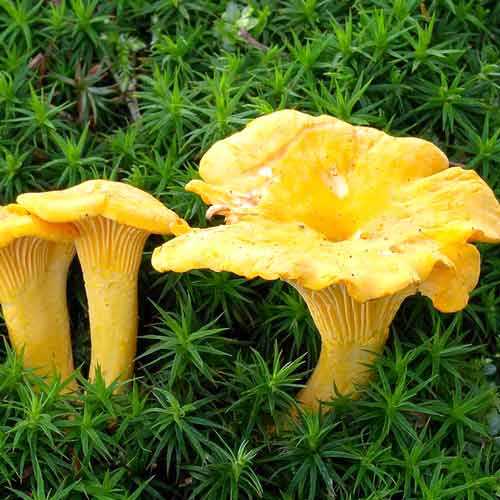 Лисичка звичайна зображення 2 артикул 9733