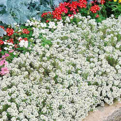 Лобулярія морська Сніжинка зображення 1 артикул 72303