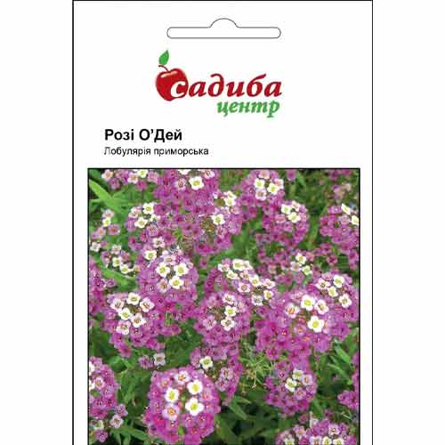 Лобулярія Розі О'Дей Садиба центр зображення 1 артикул 89390