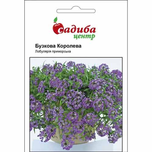Лобулярія Бузкова Королева Садиба центр зображення 1 артикул 72764