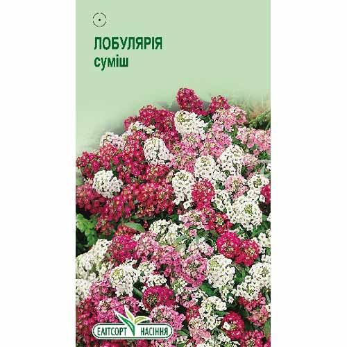 Лобулярія, суміш забарвлень  Елітсорт зображення 1 артикул 85949