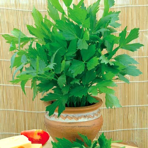 Любисток лекарственный, семена рисунок 1 артикул 65428