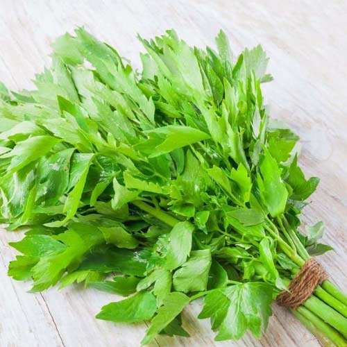 Любисток лекарственный Seedera артикул фото 1 Любисток лекарственный Seedera рисунок 1 артикул 65650