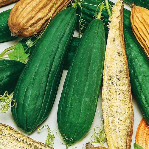 Люффа Seedera, насіння зображення 1 артикул 65636