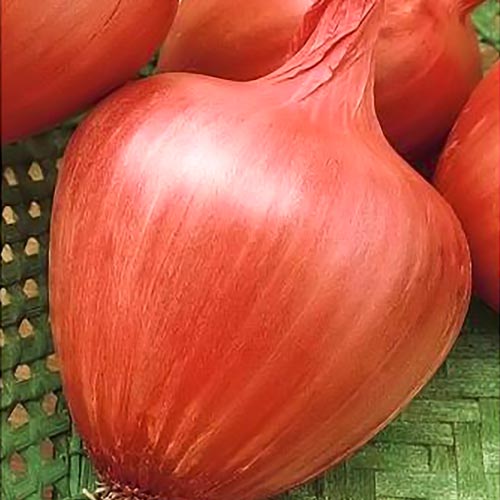 Лук репчатый Амфора Seedera рисунок 1 артикул 65635