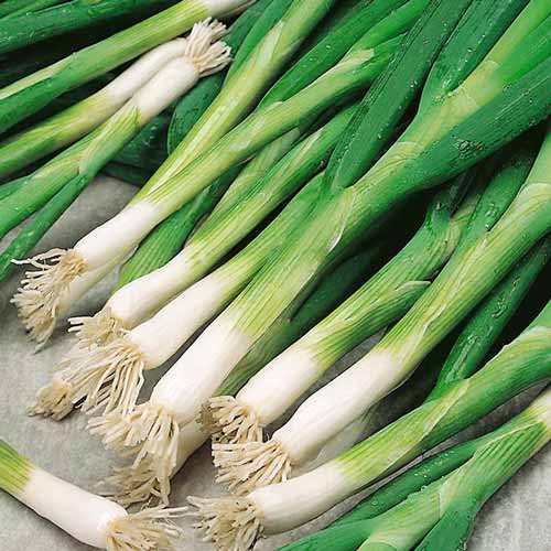 Цибуля батун Боярин зображення 1 артикул 65209