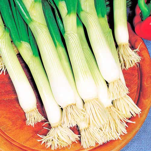 Цибуля батун Seedera зображення 1 артикул 65631