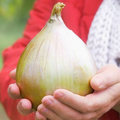 Цибуля ріпчаста Богатирська сила зображення 1 артикул 65211