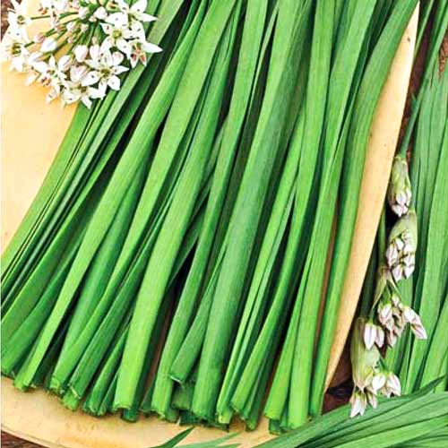 Цибуля духмяна Джусай Seedera зображення 1 артикул 65661