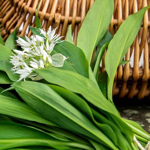 Лук душистый Китайский чеснок рисунок 1 артикул 72646