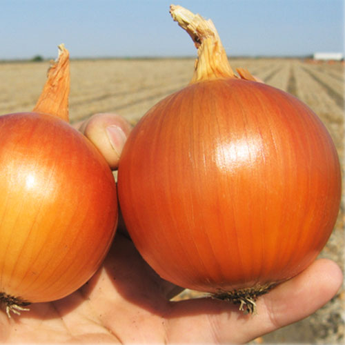 Лук репчатый Глобус рисунок 2 артикул 65633