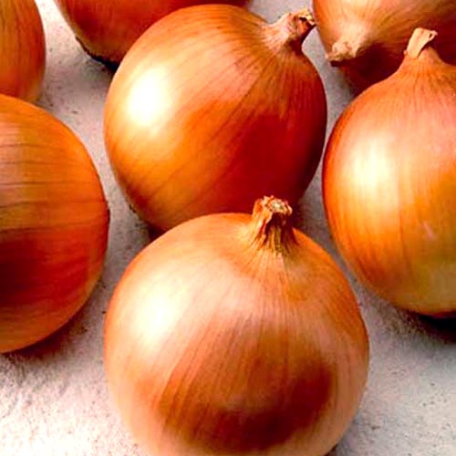 Лук репчатый Глобус рисунок 1 артикул 65633
