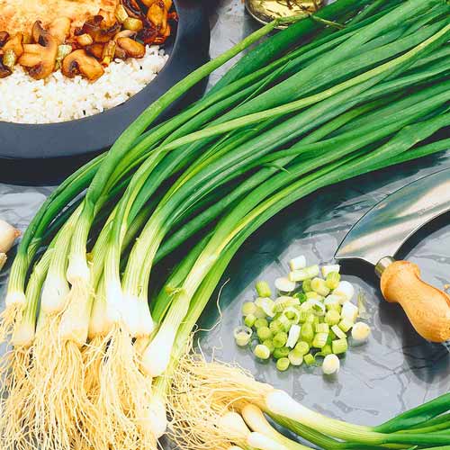 Лук на перо Эверест рисунок 1 артикул 72650