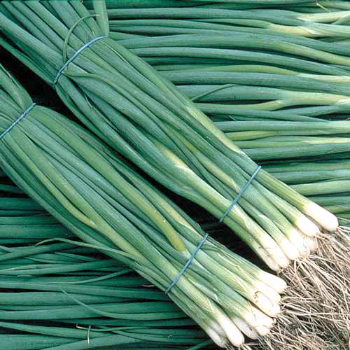 Лук на зелень Шашлычный, семена рисунок 1 артикул 65339