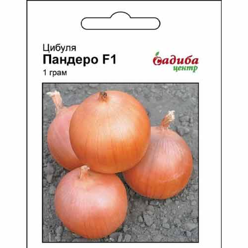 Лук репчатый Пандеро F1 Садыба центр рисунок 1 артикул 89799